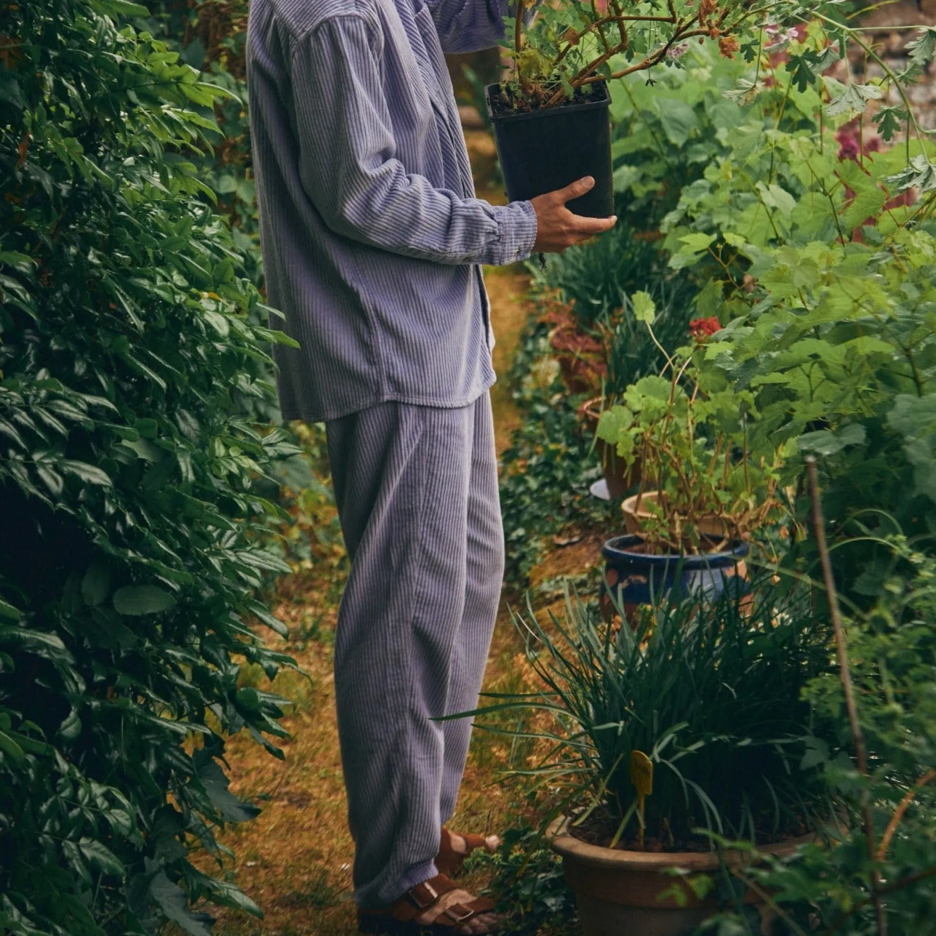 Poudre Organic Pantalons | Pantalons & Leggings | PANTALON COQUELICOT VELOURS CÔTELÉ Lavender Aura LavenderAura